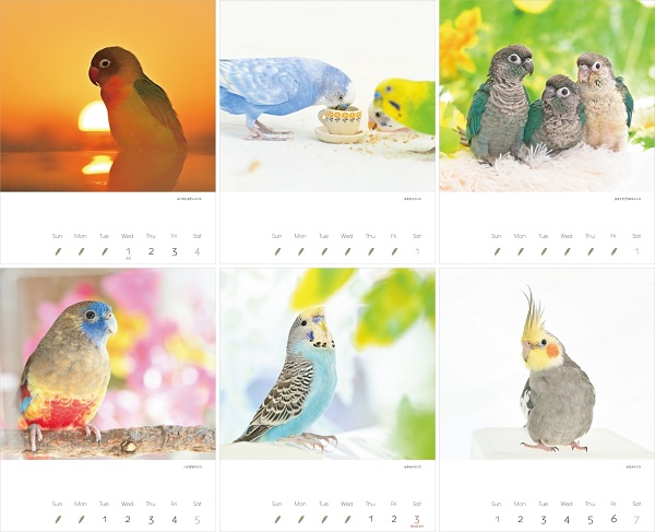 SALE】かわいんこ インコと小鳥のカレンダー 2025年 | こんぱまる
